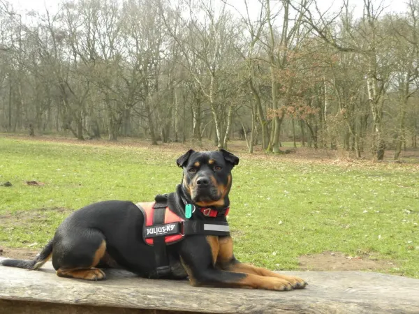 Master Multi‑Dog Walking: Expert Tips & Must‑Have Gear
