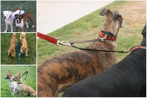 Master Multi‑Dog Walking: Expert Tips & Must‑Have Gear