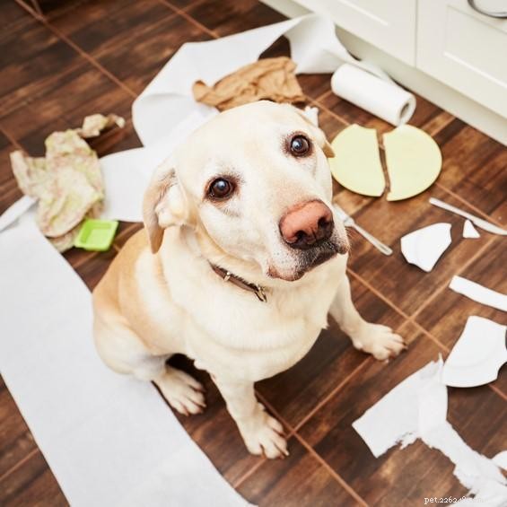 Why Scolding Your Dog Often Backfires – Effective Training Without Shaming