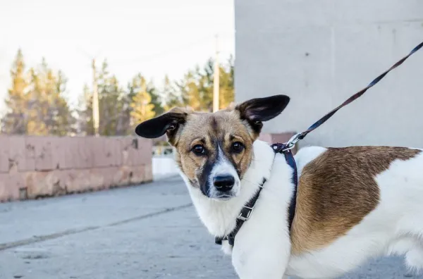 How to Teach Your Dog to Wear a Collar and Lead – Step‑by‑Step Guide