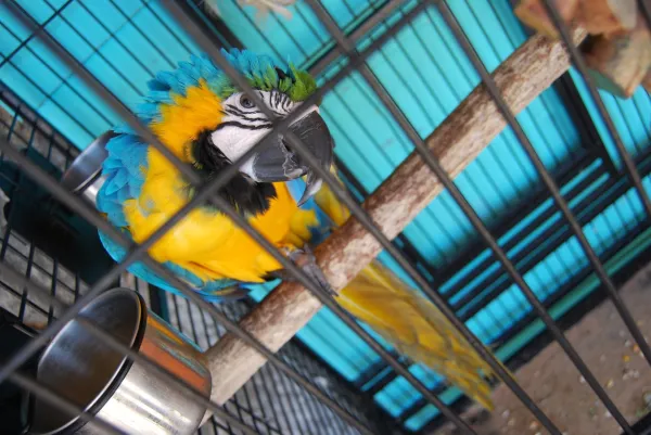 How to Train Your Parrot to Speak: Proven Tips for Success