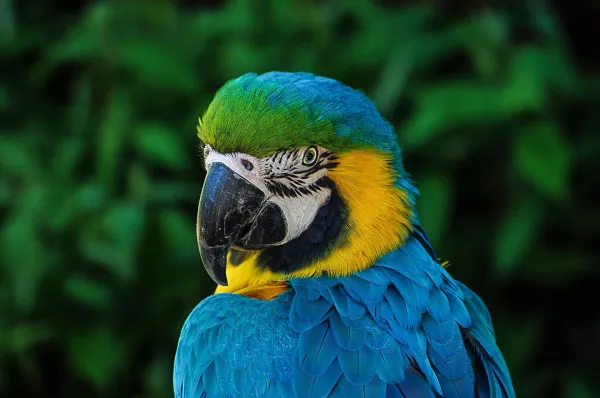 How to Train Your Parrot to Speak: Proven Tips for Success