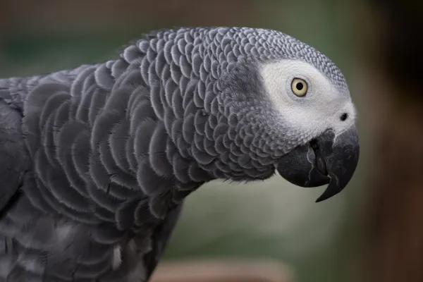 How to Train Your Parrot to Speak: Proven Tips for Success
