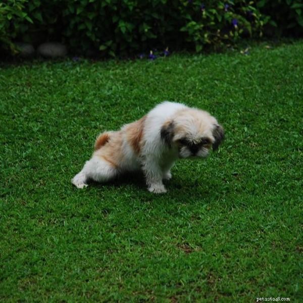 Master Puppy Hygiene: Proven Crate & Paper Training Tips