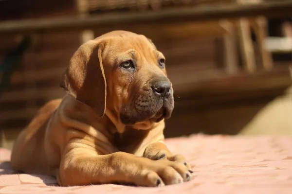 Master Puppy Hygiene: Proven Crate & Paper Training Tips