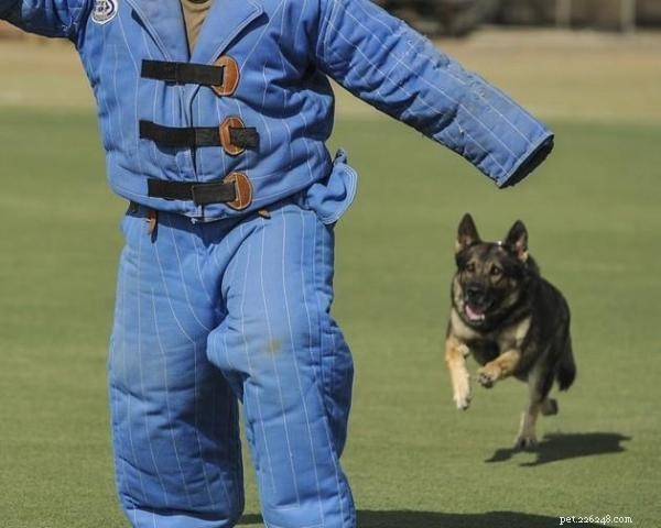 Understanding Attack Dogs: Roles, Training, and Responsibilities