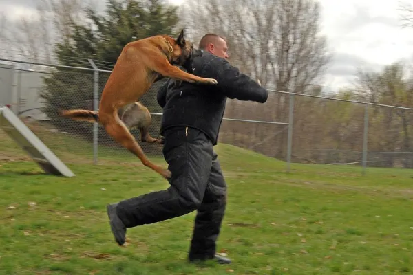 Understanding Attack Dogs: Roles, Training, and Responsibilities