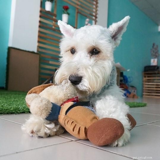 Managing Destructive Behavior in Schnauzers: Proven Strategies
