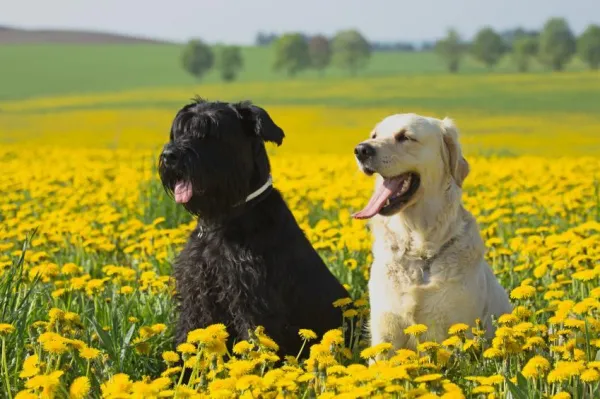 Managing Destructive Behavior in Schnauzers: Proven Strategies