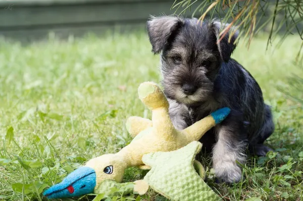 Managing Destructive Behavior in Schnauzers: Proven Strategies