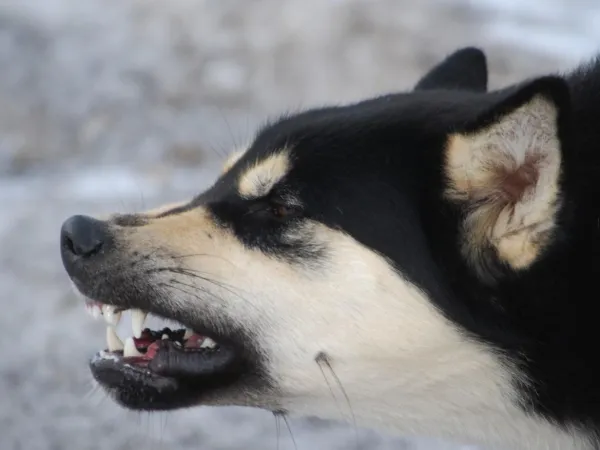 10 Clear Signs Your Dog Is Stressed and How to Help