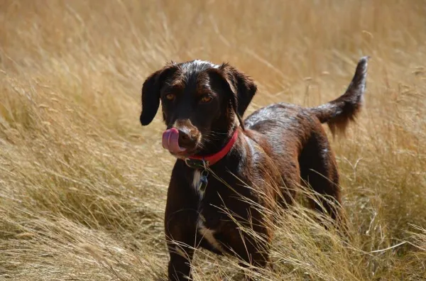 10 Clear Signs Your Dog Is Stressed and How to Help