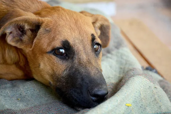 10 Clear Signs Your Dog Is Stressed and How to Help