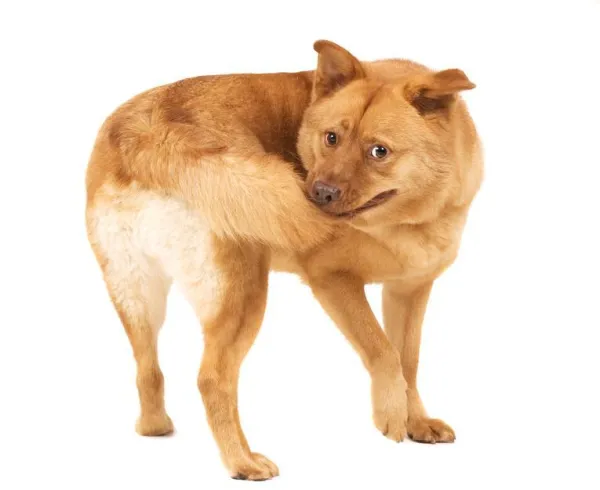10 Clear Signs Your Dog Is Stressed and How to Help