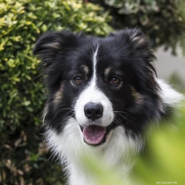 Mastering Operant Conditioning: Proven Techniques for Dog Training