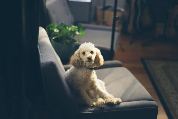 10 Clear Signs Your Dog Is Stressed and How to Help