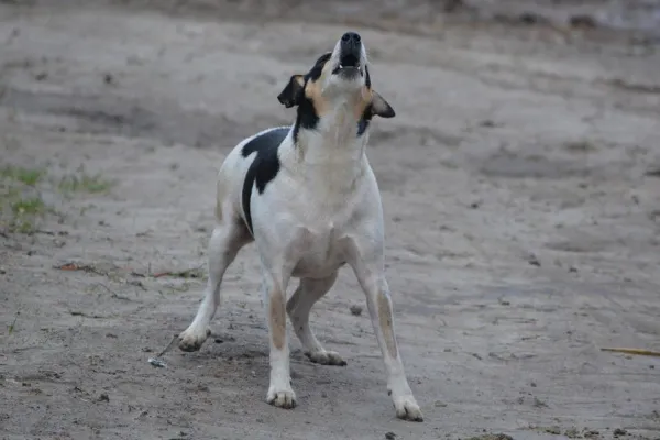 10 Clear Signs Your Dog Is Stressed and How to Help