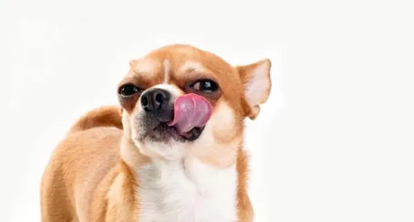 10 Clear Signs Your Dog Is Stressed and How to Help