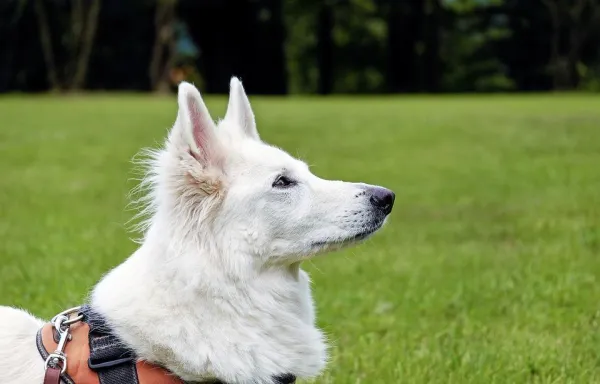 10 Clear Signs Your Dog Is Stressed and How to Help