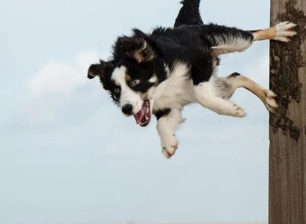 Mastering Operant Conditioning: Proven Techniques for Dog Training