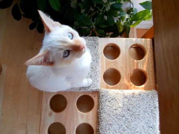 How to Prevent Your Cat From Scratching Your Sofa: Practical Tips