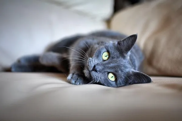 How to Prevent Your Cat From Scratching Your Sofa: Practical Tips