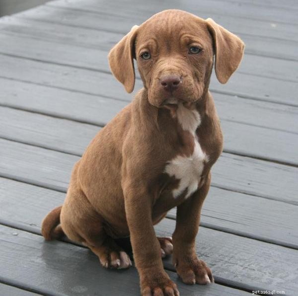 Raising a Well‑Behaved Pit Bull Puppy: Training Tips & Legal Guide