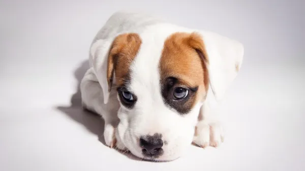 Raising a Well‑Behaved Pit Bull Puppy: Training Tips & Legal Guide