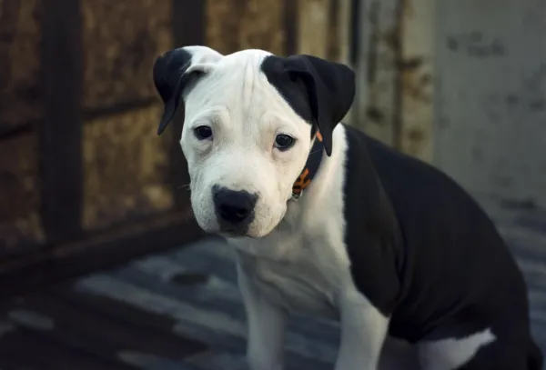 Raising a Well‑Behaved Pit Bull Puppy: Training Tips & Legal Guide