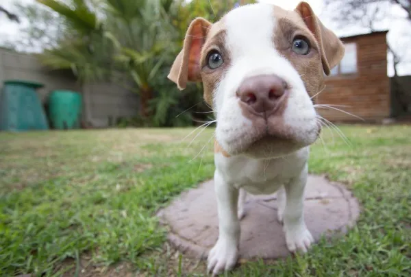 Raising a Well‑Behaved Pit Bull Puppy: Training Tips & Legal Guide