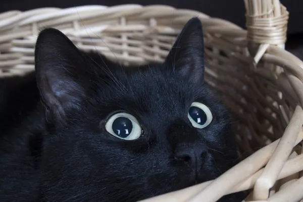 Why Does My Cat Wake You Up Early? Expert Answers & Proven Fixes