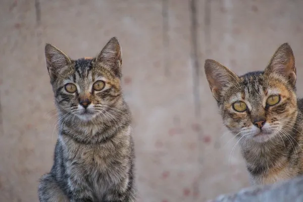 Expert Guide: Socializing Adult Cats for a Harmonious Home