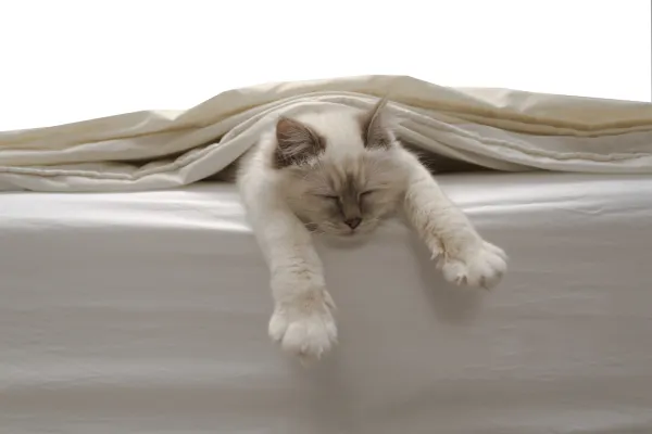 Why Does My Cat Wake You Up Early? Expert Answers & Proven Fixes