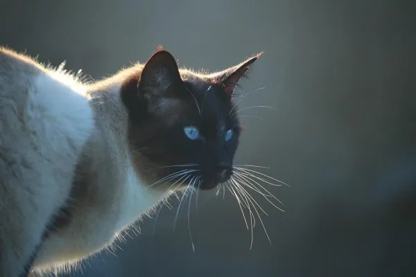 Expert Guide: Socializing Adult Cats for a Harmonious Home