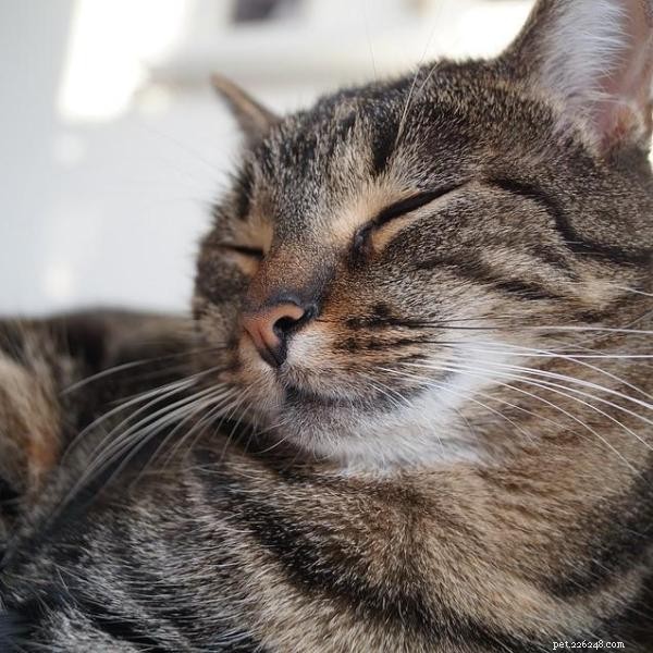 Expert Guide: Socializing Adult Cats for a Harmonious Home