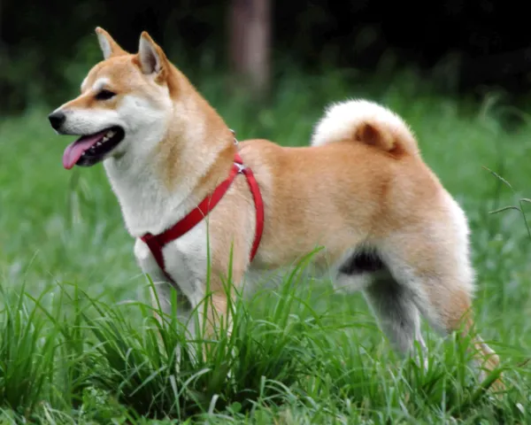 Master Shiba Inu Training: Proven Tips for Success