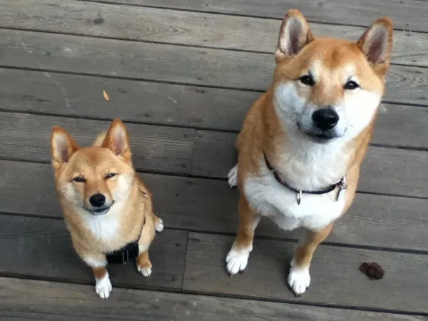 Master Shiba Inu Training: Proven Tips for Success