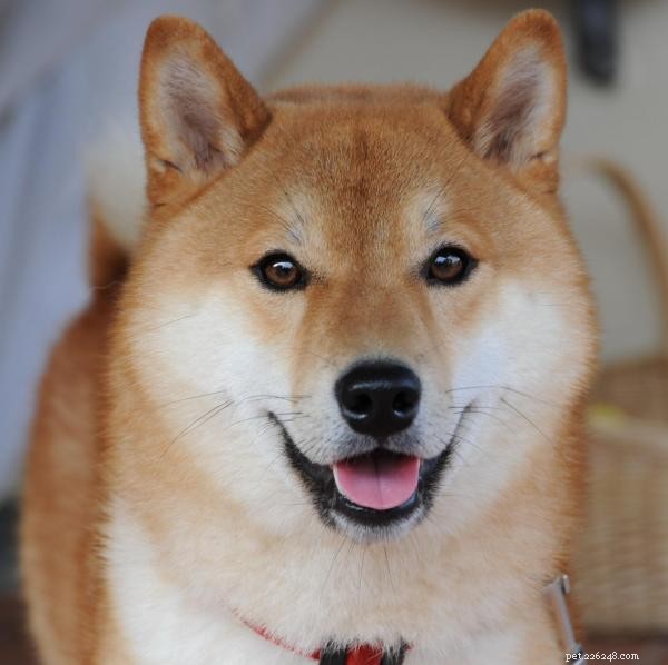 Master Shiba Inu Training: Proven Tips for Success