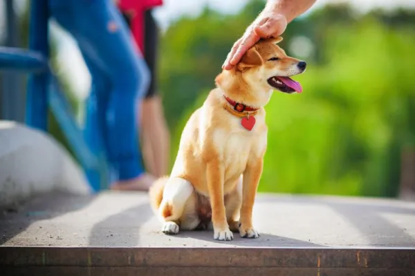 Master Shiba Inu Training: Proven Tips for Success