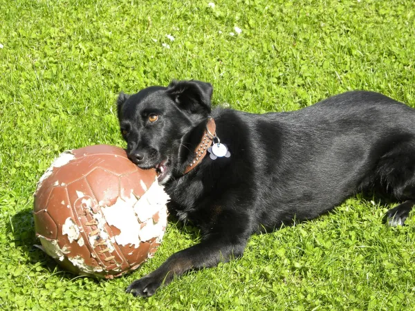 Dog‑Safe Toy Guide: Avoid These Common Play Items