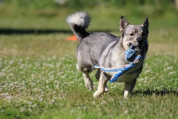 Dog‑Safe Toy Guide: Avoid These Common Play Items