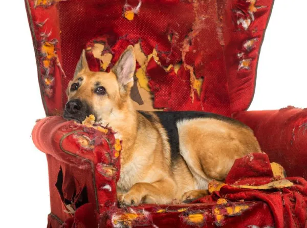 Dog‑Safe Toy Guide: Avoid These Common Play Items