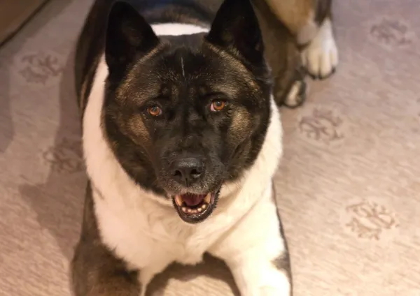 Mastering American Akita Training: Loyalty, Protection & Balance