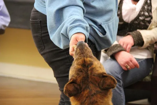 Mastering American Akita Training: Loyalty, Protection & Balance