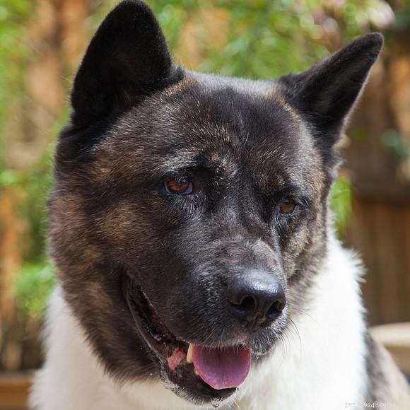 Mastering American Akita Training: Loyalty, Protection & Balance