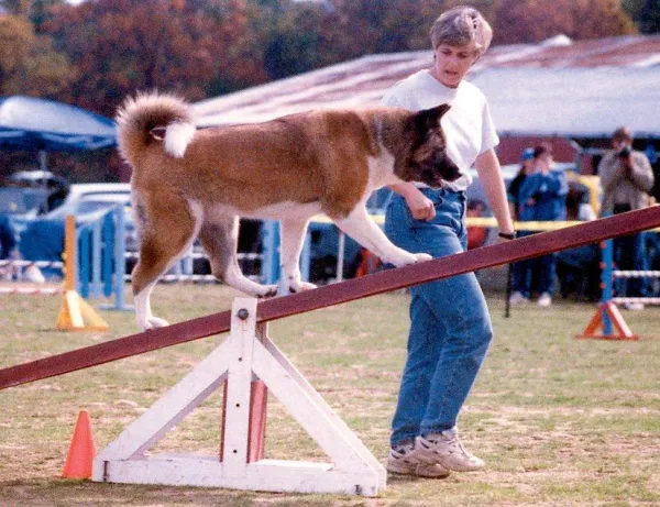 Mastering American Akita Training: Loyalty, Protection & Balance