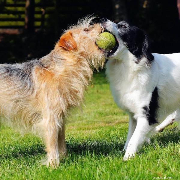 Dog‑Safe Toy Guide: Avoid These Common Play Items