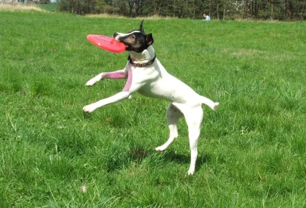 Dog‑Safe Toy Guide: Avoid These Common Play Items