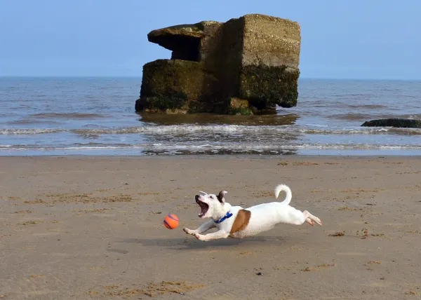 Dog‑Safe Toy Guide: Avoid These Common Play Items