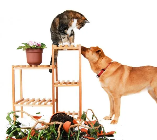Why Do Cats Toss Objects? Understanding Feline Throwing Behavior